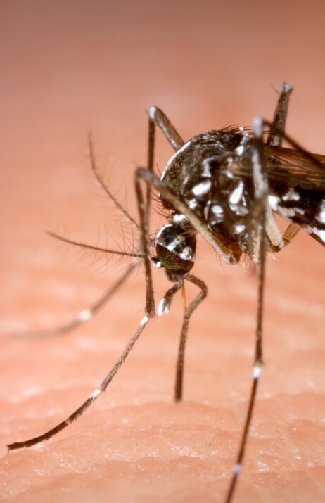 zanzara aedes albopictus