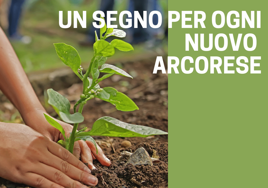 Un aònbero nuovo nato