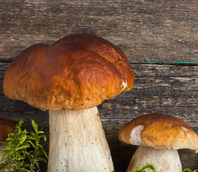 due funghi