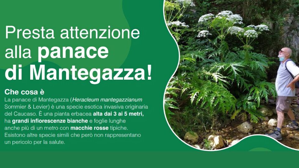 Heracleum Mantegazzianum (1)