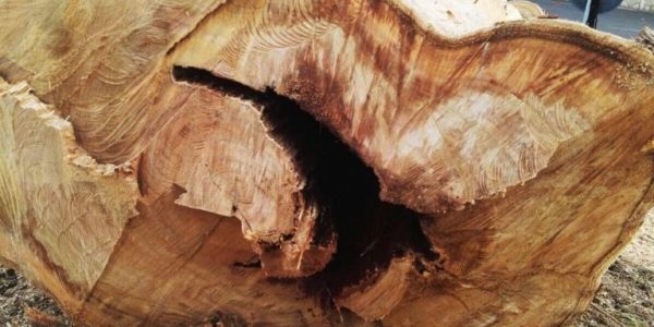 ALBERI-TAGLIOeucaliptusviaPisa4_2764_7406