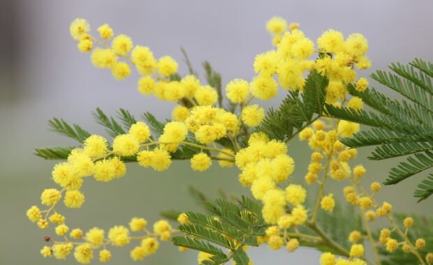 mimosa-2970960_1280