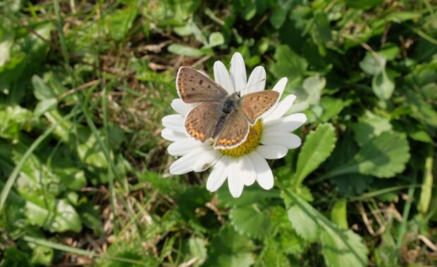 bioblitz