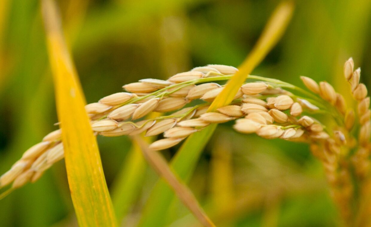 Immagine di una spina di grano