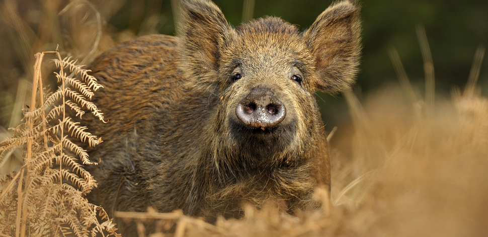 Foto di un cinghiale selvatico