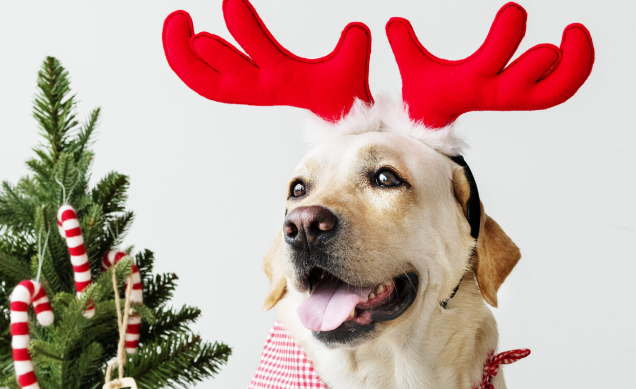 Cute Labrador Retriever wearing antlers