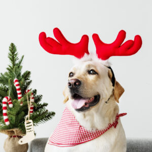 Cute Labrador Retriever wearing antlers