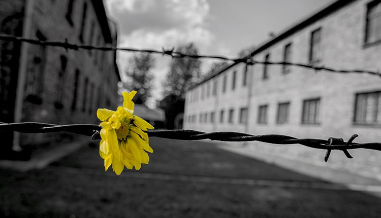 Immagine di Auschwitz con un fiore all'ingresso