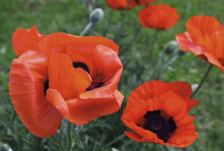 Viaggio nella Resistenza - copertina