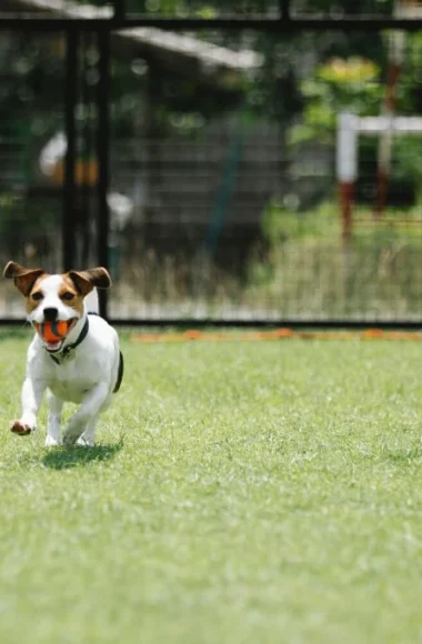 Area sgambamento cani