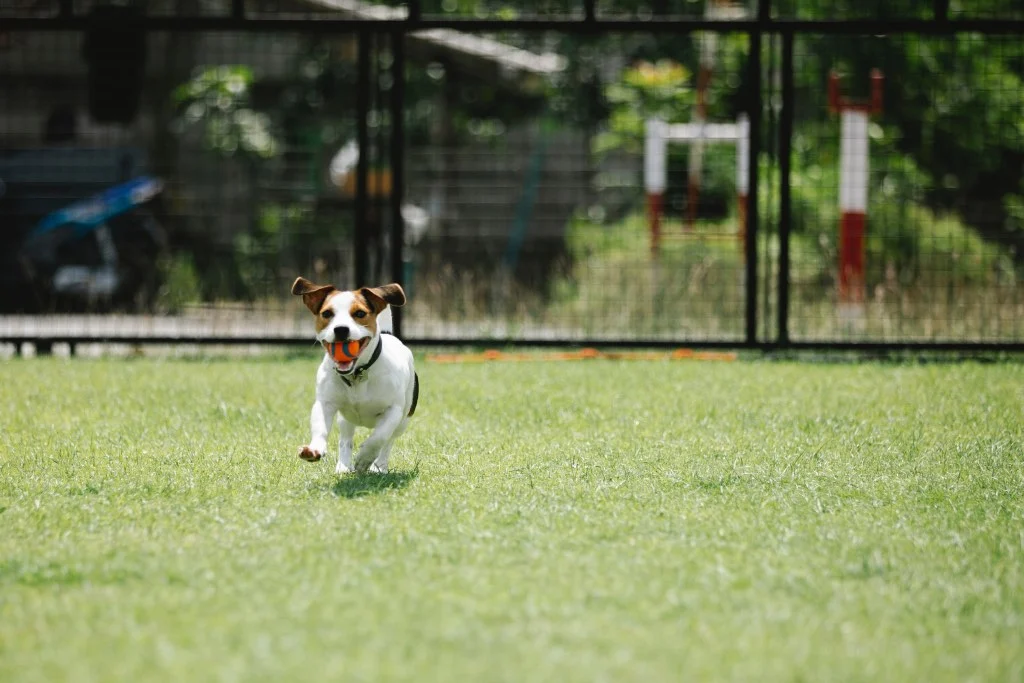 Area sgambamento cani