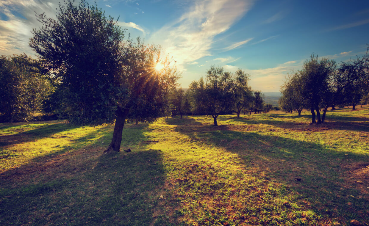 Immagine di un ulivo
