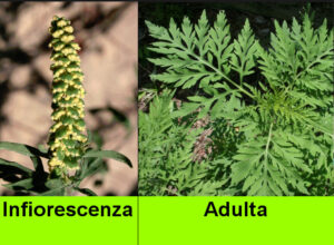 Riconoscere ambrosia