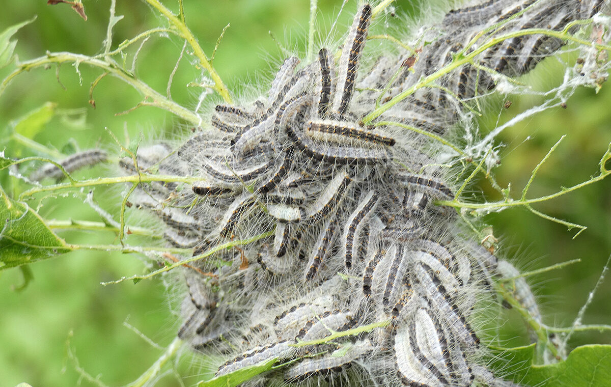 ifantria5