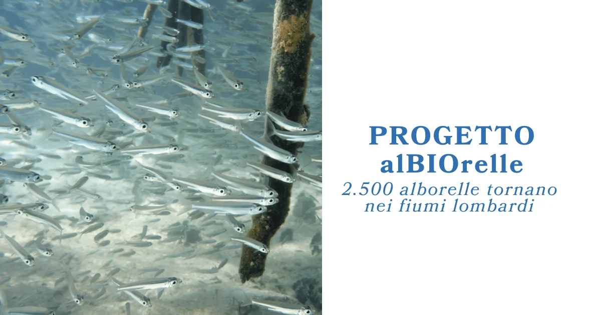 albiorelle canegrate