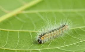 ifantria