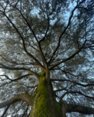 Alberi maestri rid