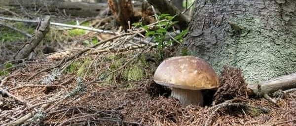 funghi