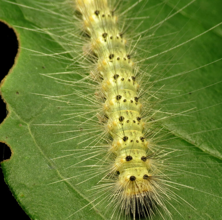 PH Katja Schulz from Washington, D. C., USA – Larva di Ifantria americana, CC BY 2.0