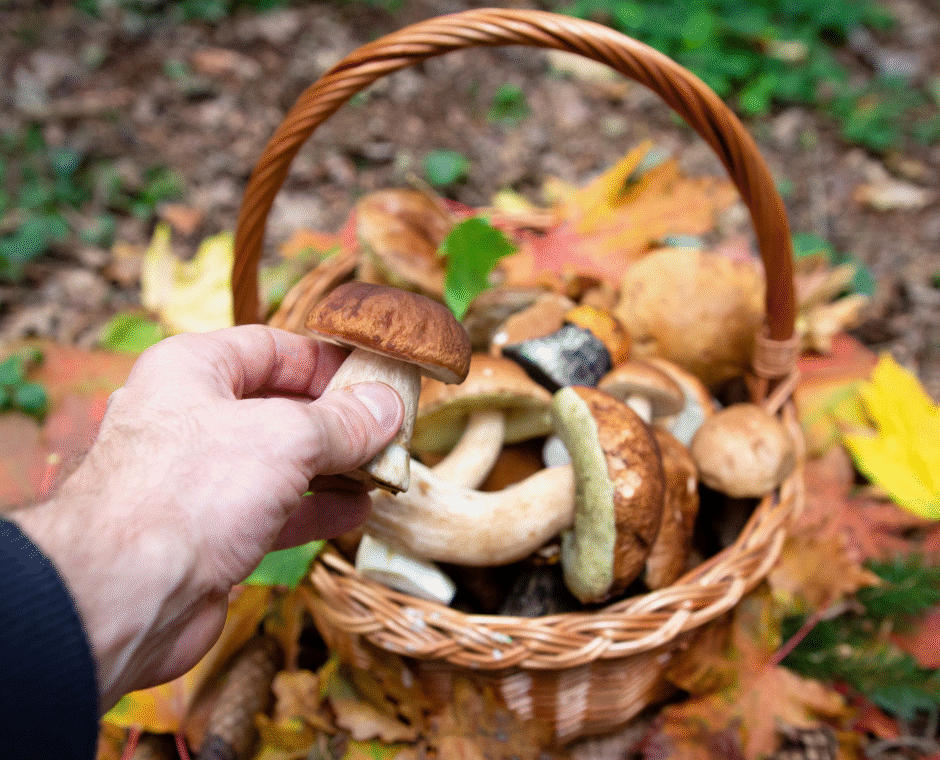 funghi