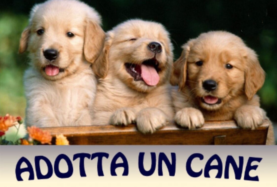 adotta-un-cane