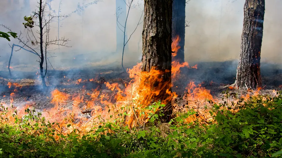 incendio-boschivo.jpg