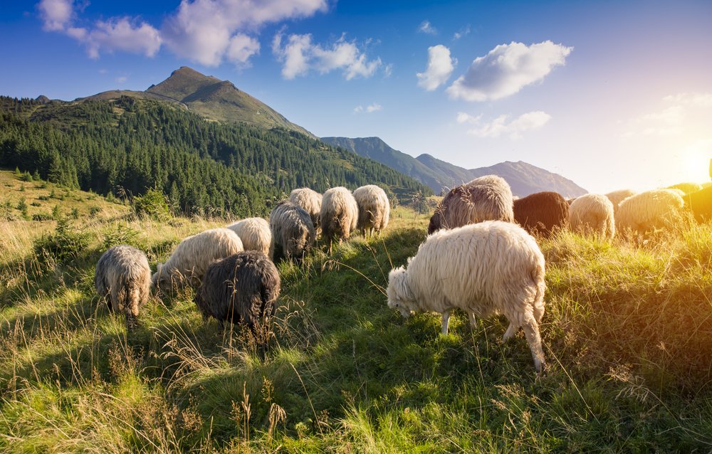 shutterstock_477633562