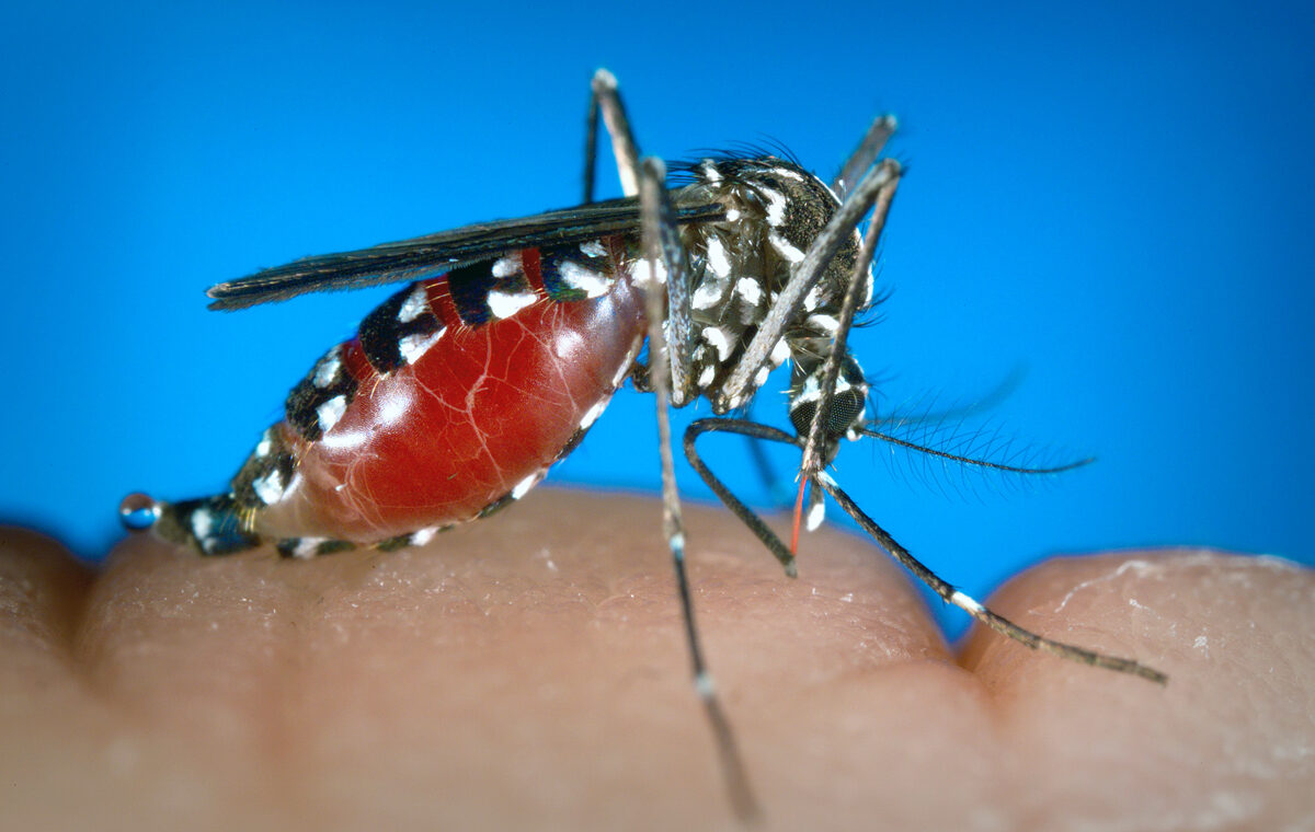 dengue