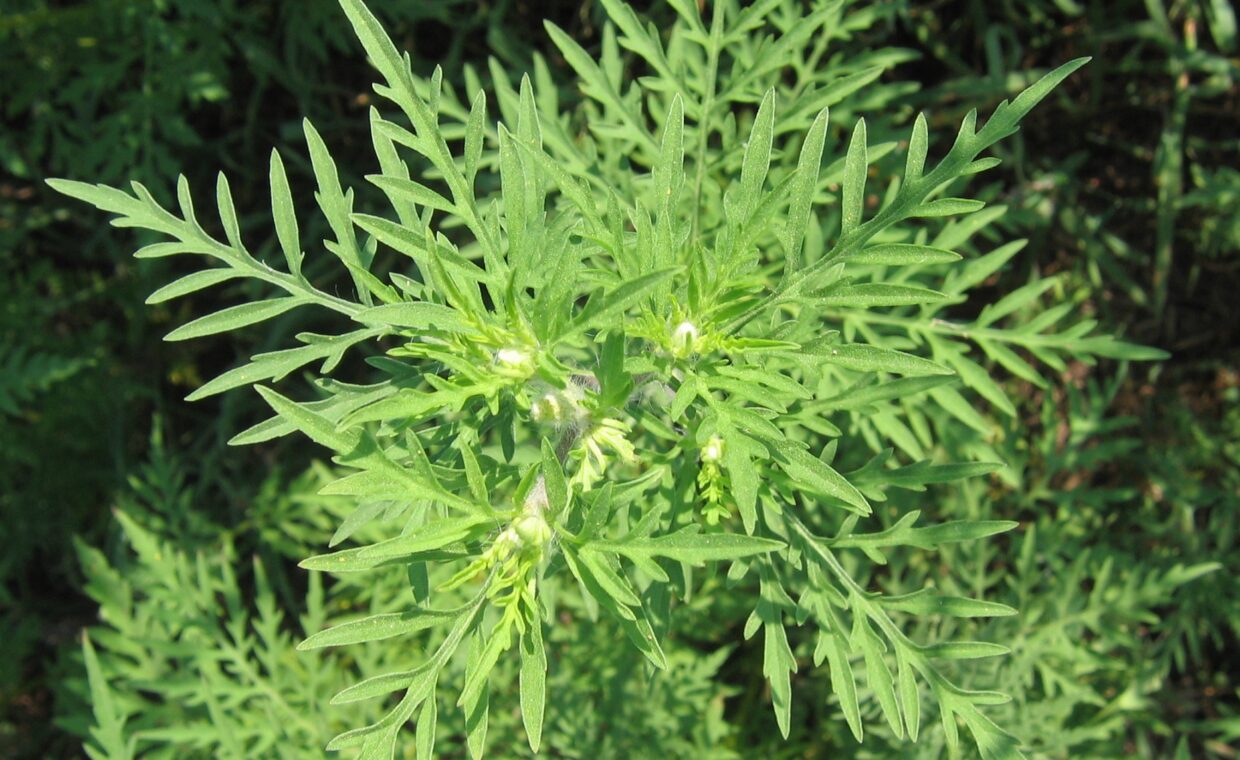 Ambrosia_01a