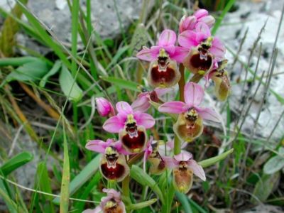 orchidee-selvatiche