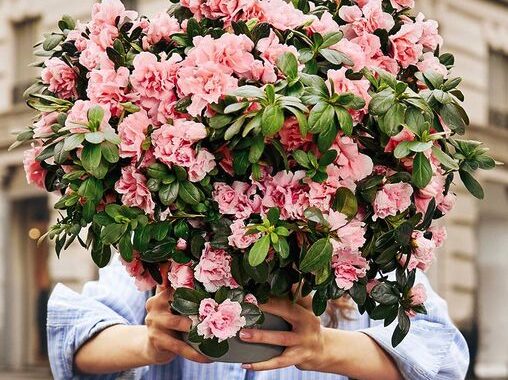 azalea-AIRC