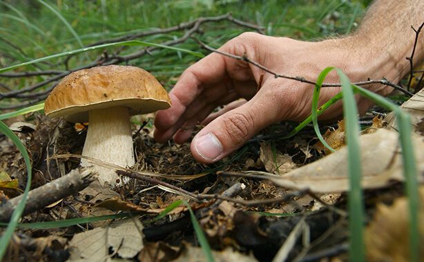 site_640_480_limit_fungiatt