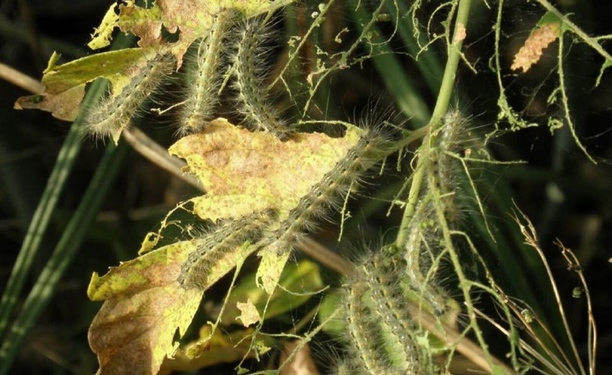 Hyphantria cunea