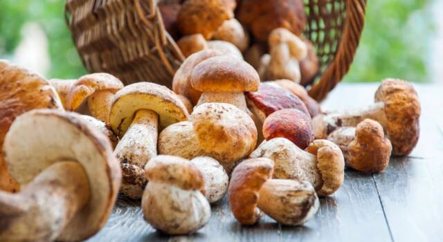 SH_funghi_porcini-640x350