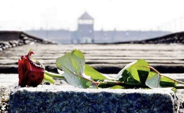 Foto di una rosa, in primo piano; sullo sfondo, un campo di concentramento.