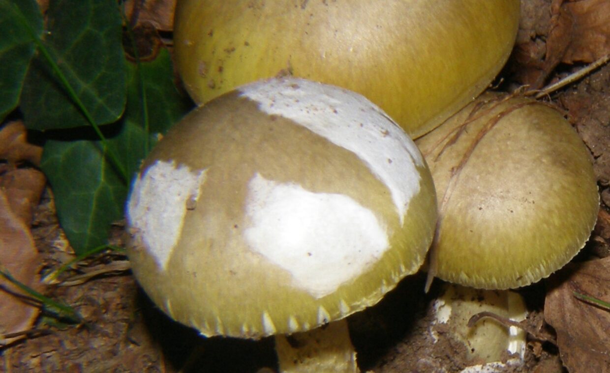 Esemplari di Amanita Phalloides