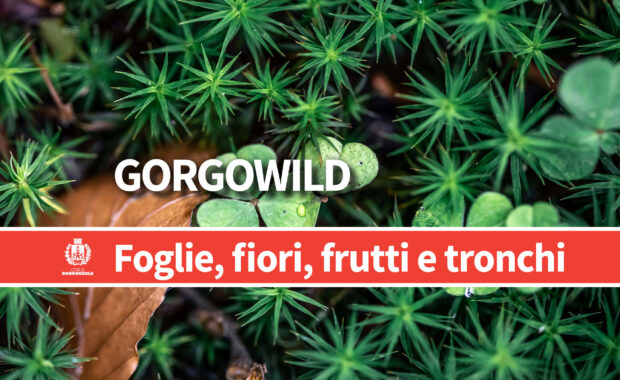 gorgowild3