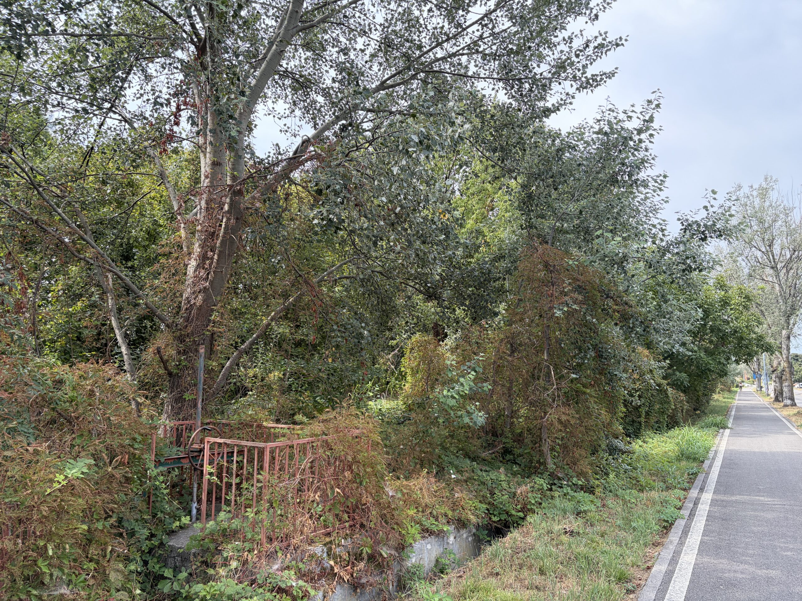 Boschetto_via_Emilia-Romagna_2