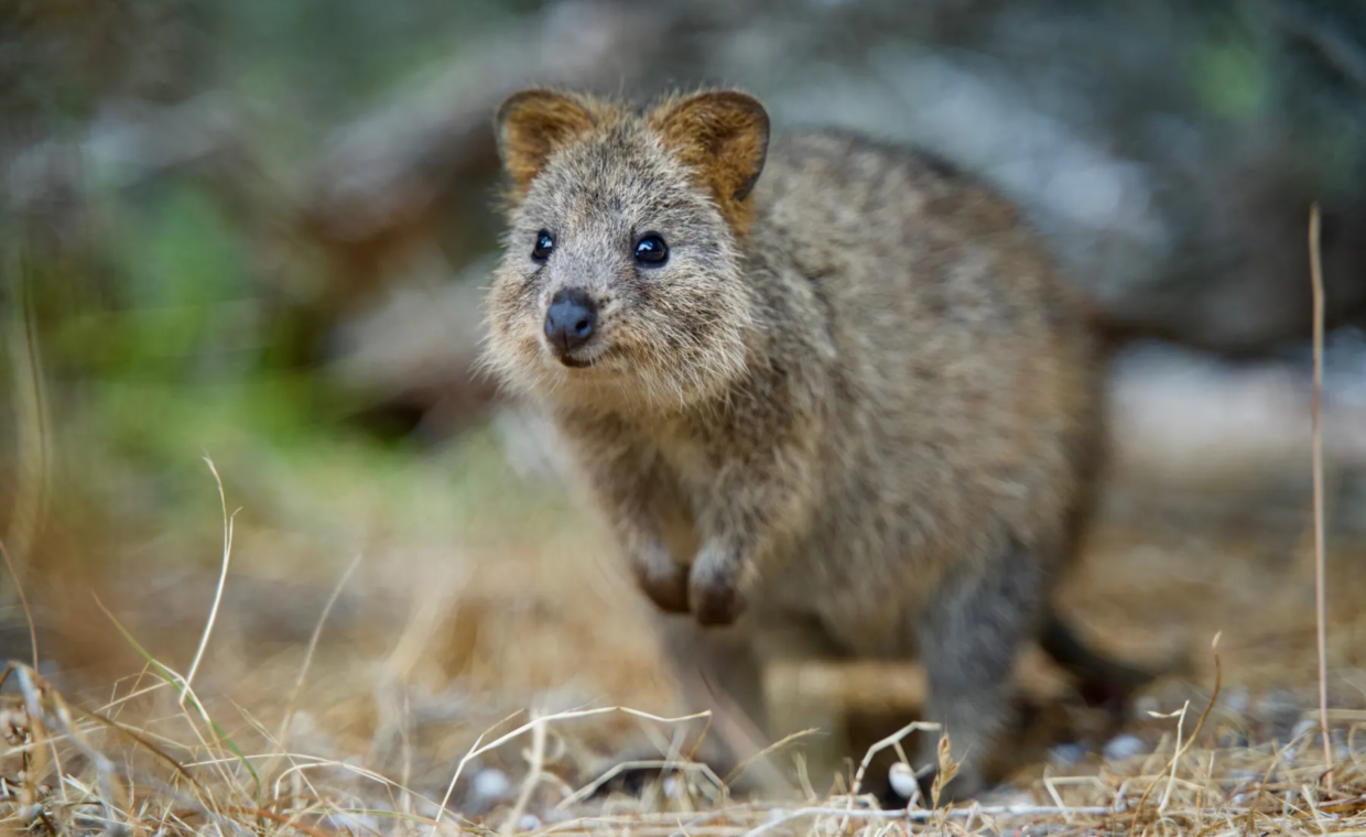1_quokka_australasiani