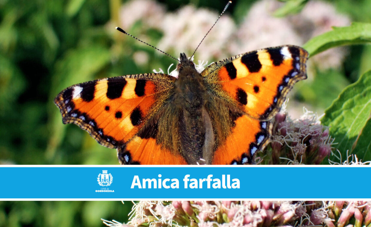 amica_farfalla