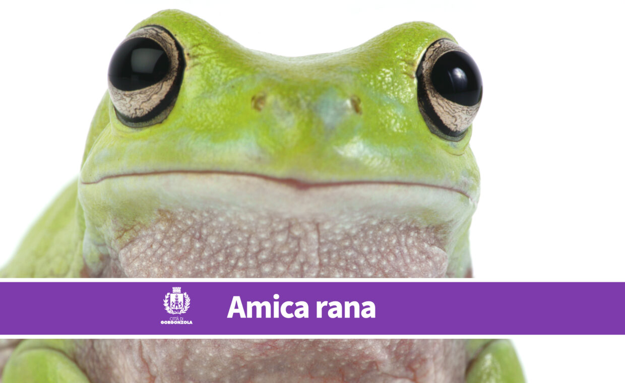 amica_rana