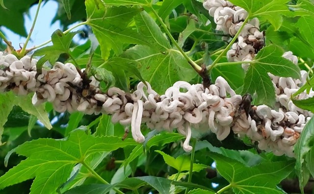 contrasto takahashia japonica