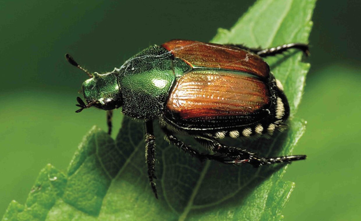 popilia japonica