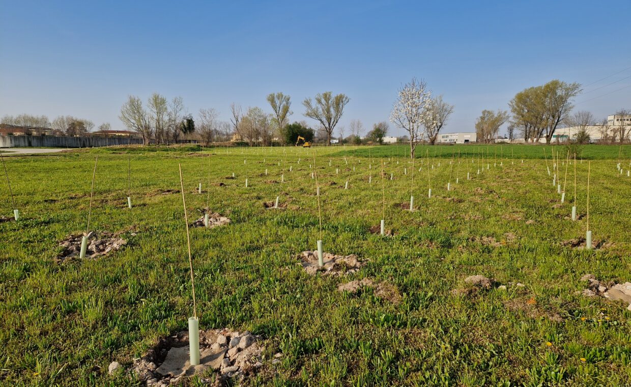 Forestazione_urbana_1