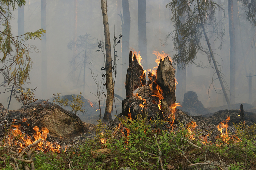 incendi-boschivi