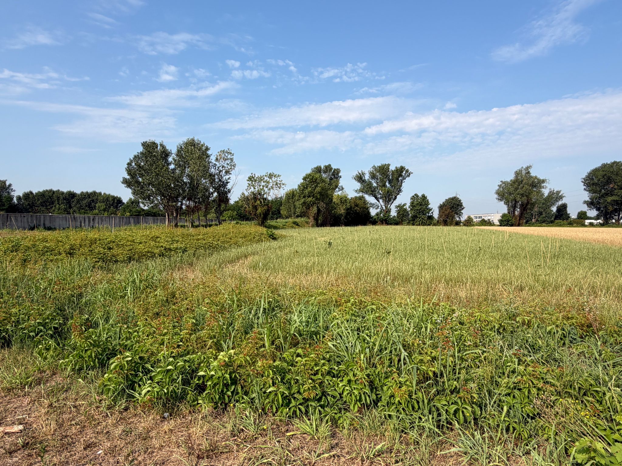Manutenzione_foresta_urbana_Gorgonzola_2