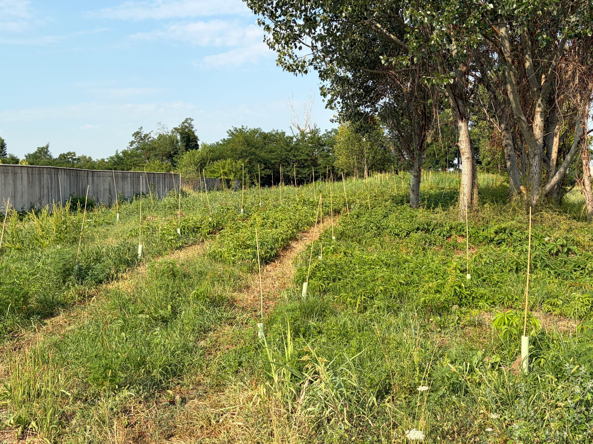 Manutenzione_foresta_urbana_Gorgonzola_3