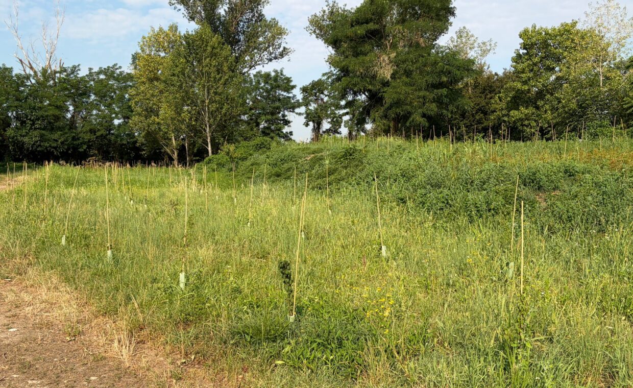 Manutenzione_foresta_urbana_Gorgonzola_COVER