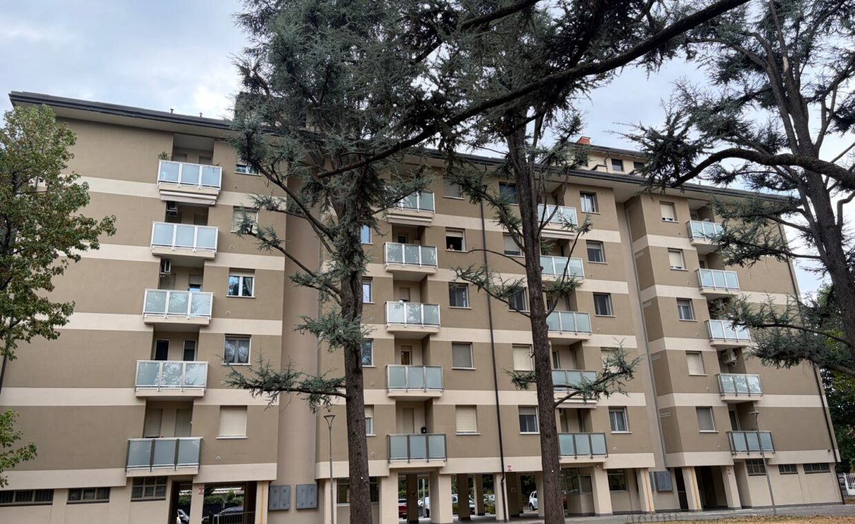 Cedri in via dei tigli oggetto di abbattimento