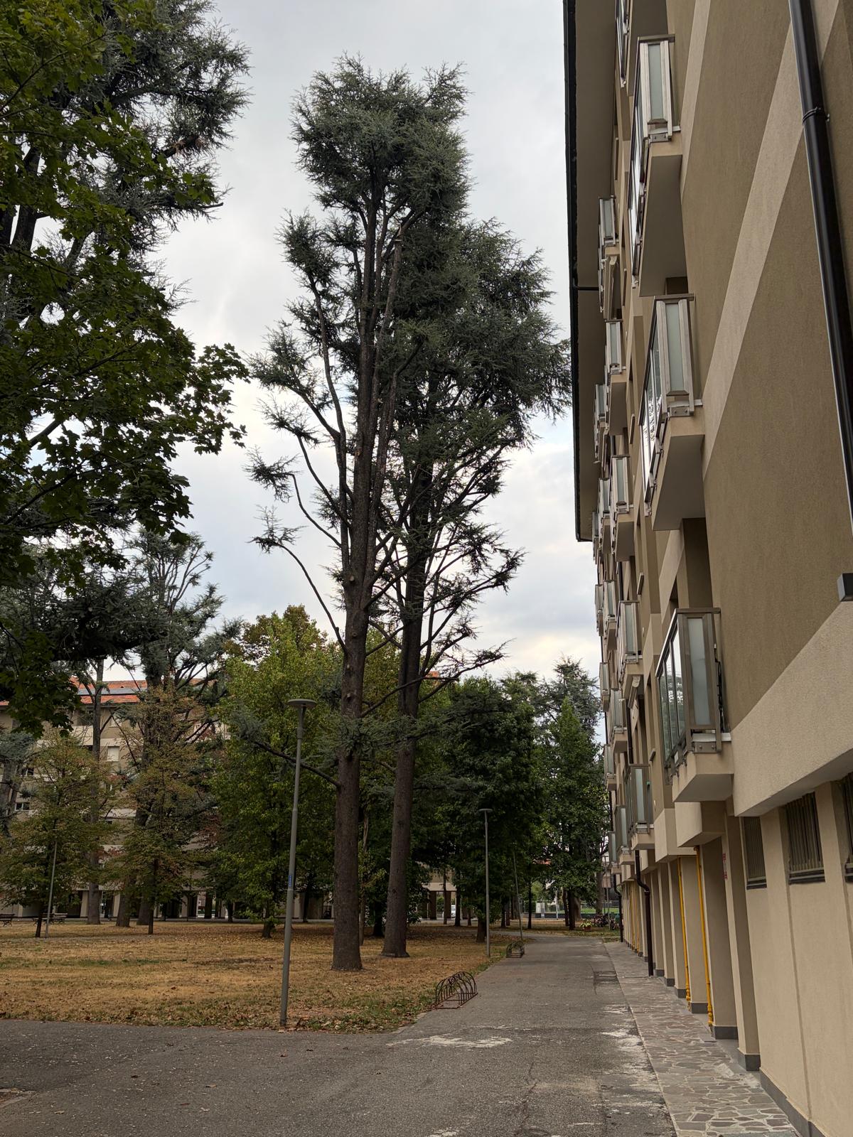 Cedri in via dei tigli oggetto di abbattimento 3